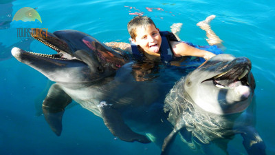 Swim with dolphins in Side Turkey