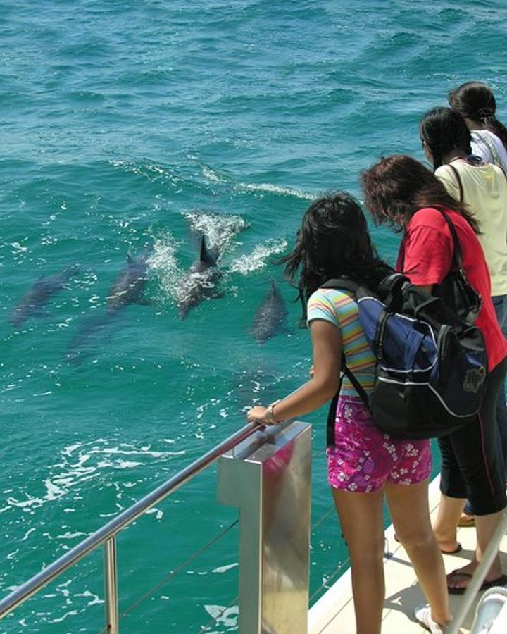 Watching dolphins from a boat