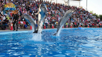 Dolphin park in Side Turkey