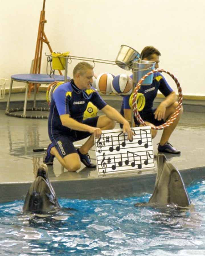 Kumkoy Dolphinarium Tour