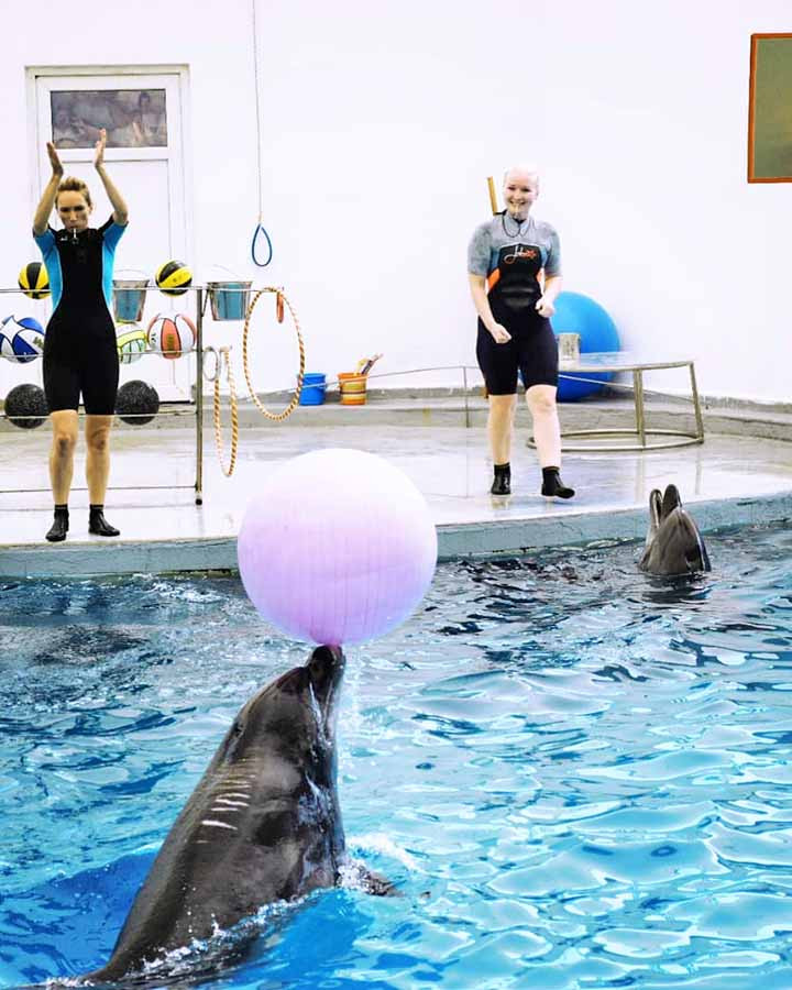 Antalya Dolphin Park Excursion from Gundogdu