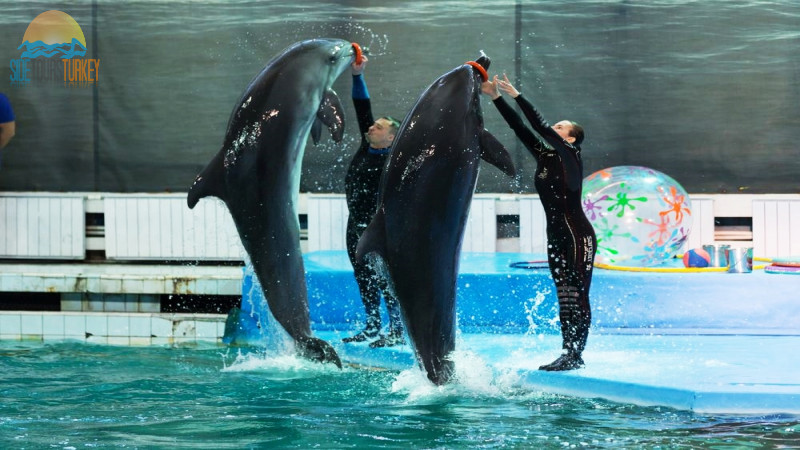 Dolphin park in Side Turkey